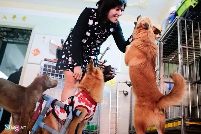 Tram Cuu Ho Cho Meo Anh 2