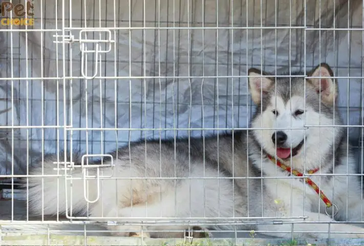 Túi Vận Chuyển Và Chuồng Di Động