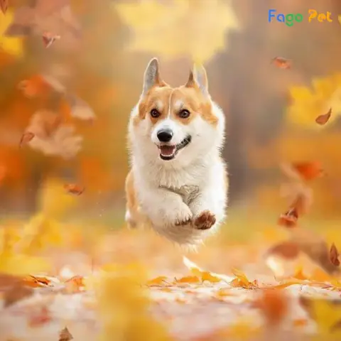 Những Lưu Ý Khi Lựa Chọn Phụ Kiện Cho Chó