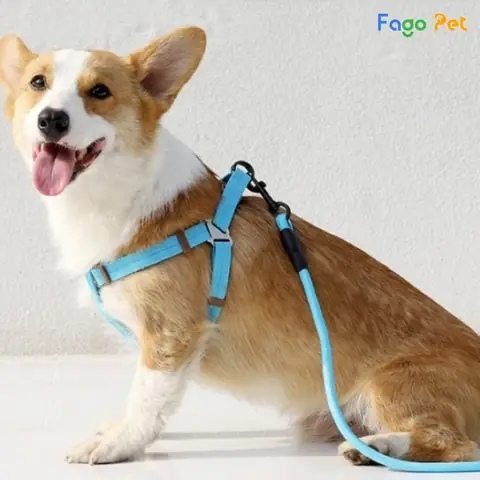 Dây Dắt Chó Đi Dạo