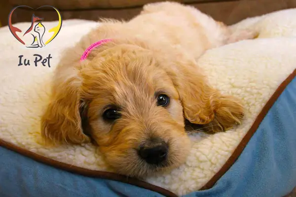 Dụng Cụ Tắm, Vệ Sinh Cho Chó