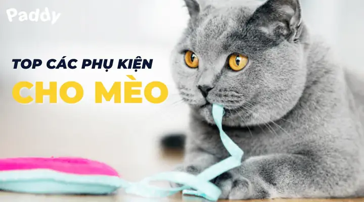 Top 5 Phụ Kiện Cho Mèo Không Thể Thiếu, Khi Nuôi Boss