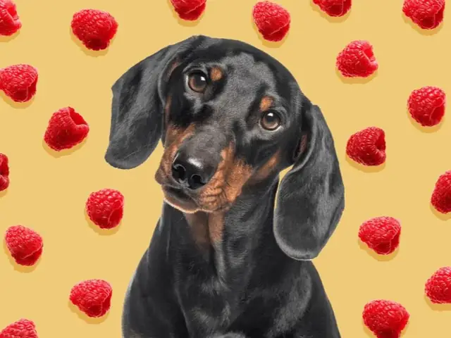 Chó Có Thể Ăn Quả Mâm Xôi Không?