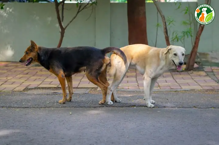 Tuyệt Đối Không Tách Chó Ra Trong Quá Trình Giao Phối