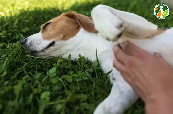 Các Giai Đoạn Trong Quá Trình Giao Phối Của Chó