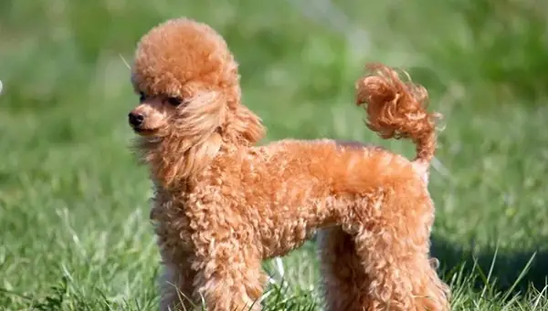 Cách Nuôi Chó Poodle Từ 6 Tháng Tuổi Trở Đi