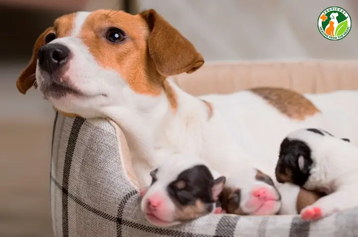 Cách Nhận Biết Chó Đã Sinh Xong