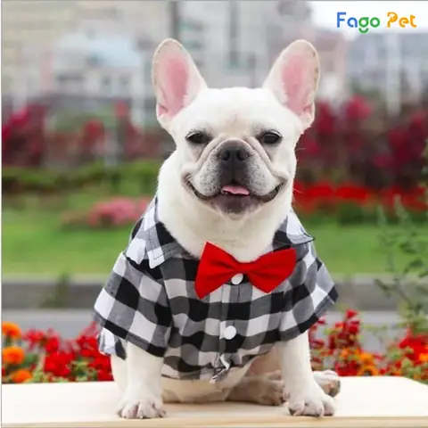 Áo Nơ Điệu Đà Dành Cho Chó Bull