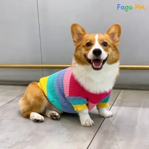 Áo Len Cho Corgi Bảy Màu Sặc Sỡ Áo Len Cho Corgi Bảy Màu Sặc Sỡ