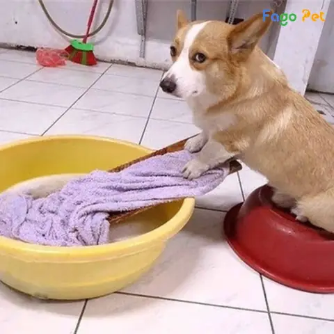 Lưu Ý Khi Giặt Và Bảo Quản Quần Áo Cho Chó Corgi Lưu Ý Khi Giặt Và Bảo Quản Quần Áo Cho Chó Corgi