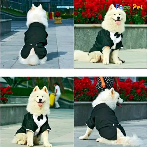 Mẫu Áo Vest Lịch Lãm Cho Chó Husky
