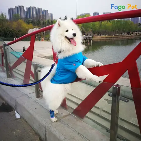 Quần Áo Cho Chó Husky Mùa Hè