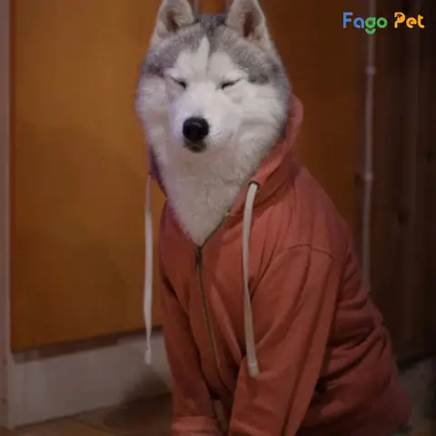 Quần Áo Thể Thao Cho Chó Husky