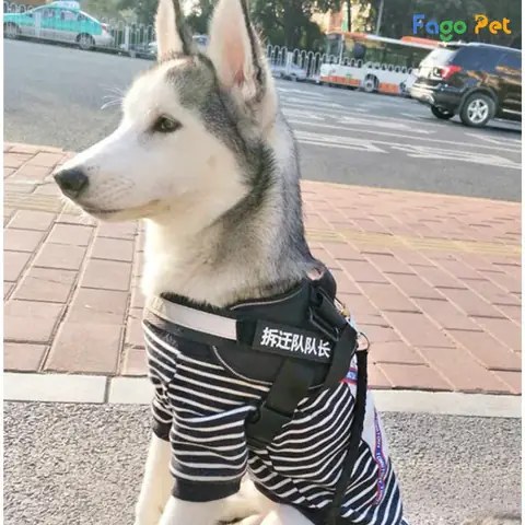 Lưu Ý Khi Giặt Và Bảo Quản Quần Áo Cho Chó Husky Lưu Ý Khi Giặt Và Bảo Quản Quần Áo Cho Chó Husky