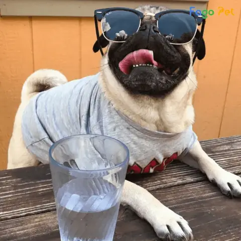 Fagopet Địa Chỉ Bán Quần Áo Cho Chó Pug Giá Rẻ, Chất Lượng