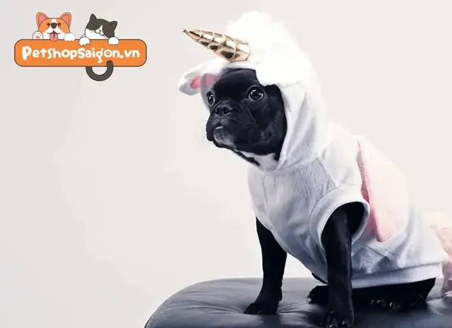 Một Số Lưu Ý Quan Trọng Khi Mua Quần Áo Cho Chó