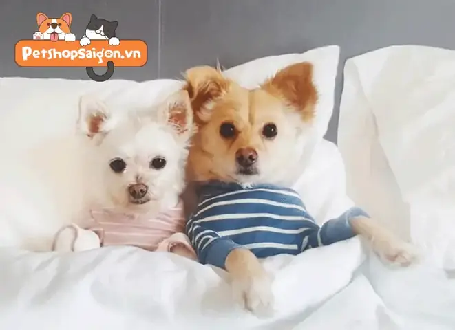 Giữ Ấm Trong Mùa Lạnh