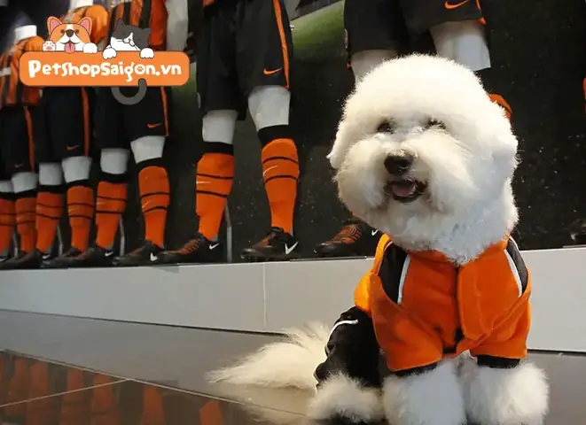 Nên Mua Quần Áo Cho Chó Giá Rẻ Xuất Xứ Ở Đâu?