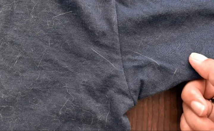 1tác Hại Của Lông Mèo Khi Dính Trên Quần Áo 1tác Hại Của Lông Mèo Khi Dính Trên Quần Áo