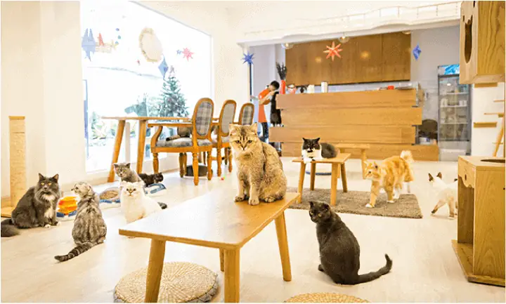 Quán Cà Phê Cho Mang Chó: Hướng Dẫn Chọn & Trải Nghiệm Tuyệt Vời