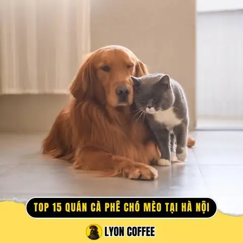 Top 15 Quán Cà Phê Chó Mèo Ở Hà Nội Có Nhiều Thú Cưng Pet Siêu Dễ Thương