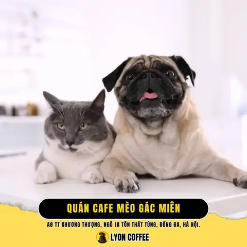 15. Pet Gác Miên – Quán Cà Phê Mèo Yên Bình, Lãng Mạn