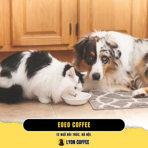 11. Eoeo Coffee – Quán Cà Phê Thú Cưng Phong Cách Thiên Nhiên