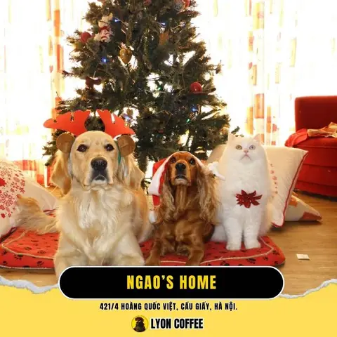 Ngao’s Home – Quán Cafe Mèo Kết Hợp Cứu Hộ Thú Cưng