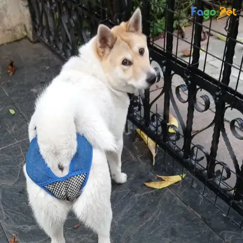 Lưu Ý Khi Giặt Và Vệ Sinh Quần Tránh Thai Cho Chó