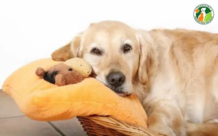 Tập Tính Tìm Ổ Đẻ Của Chó Khi Đến Thời Kỳ Mang Thai