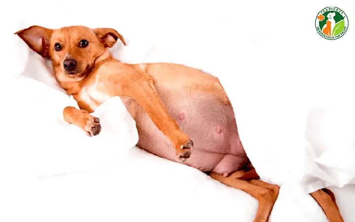 Chó Trở Nên Mệt Mỏi Và Ngủ Nhiều Hơn Trong Giai Đoạn Thai Kỳ Chó Trở Nên Mệt Mỏi Và Ngủ Nhiều Hơn Trong Giai Đoạn Thai Kỳ