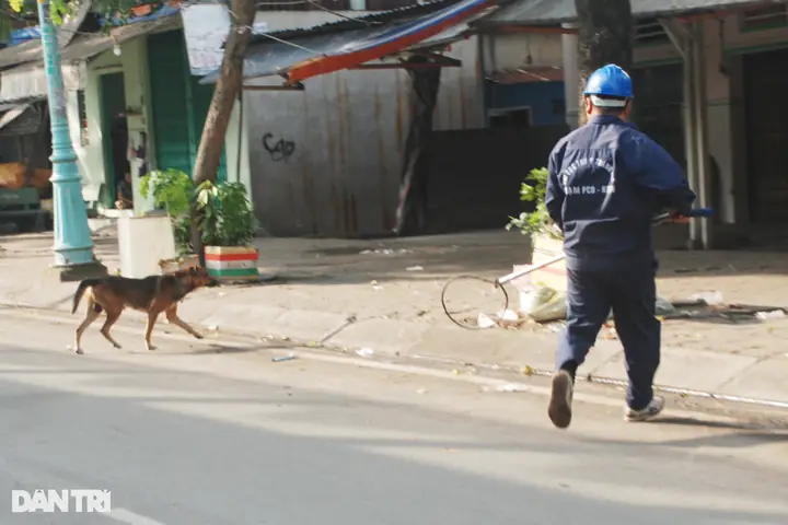 Một Cán Bộ Chi Cục Thú Y Tphcm Đang Bắt Một Con Chó Chạy Rông Trên Địa Bàn Quận 7 (ảnh: An Huy).