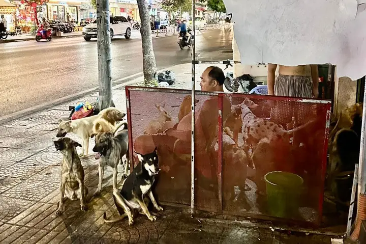 Đàn Chó Hơn 100 Nuôi Tại Hộ Dân 190 Hoàng Diệu, Quận 4 Gây Ô Nhiễm Môi Trường, Ảnh Hưởng Khu Dân Cư (ảnh: Đức Tuấn).