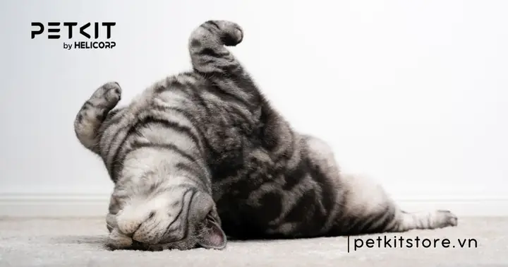 Mèo Phối Giống Mấy Lần Thì Được?