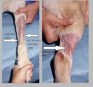 Cách Lấy Vein Trên Chó