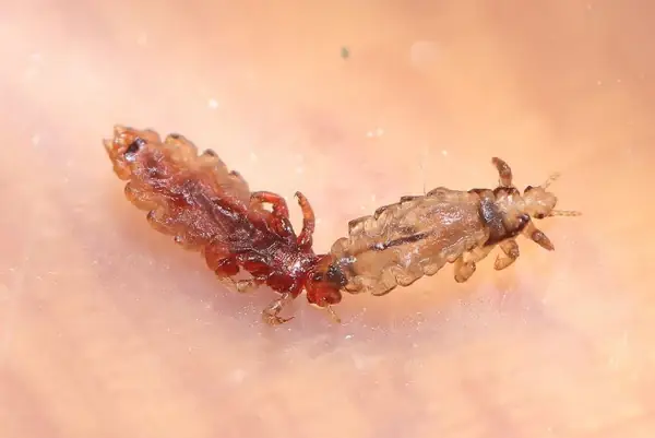 Rận Mèo Có Lây Sang Người Hay Không?