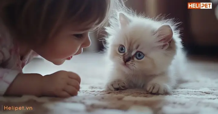 Mèo Bị Rận Có Lây Sang Người Không?