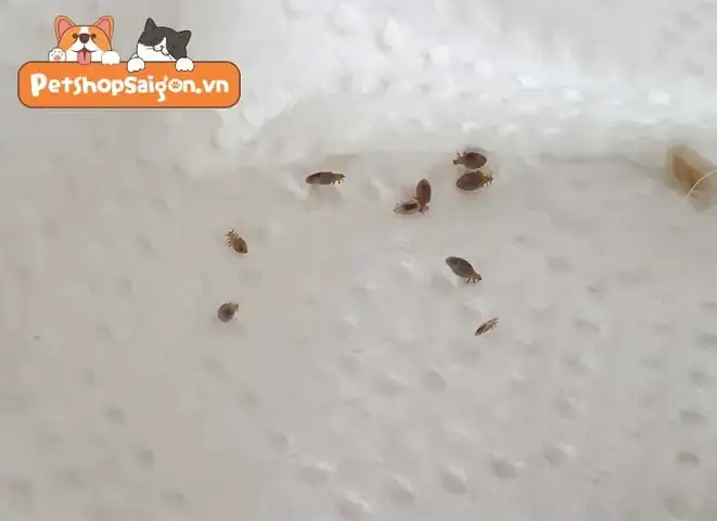 Rận Chó Từ Đâu Ra? Rận Chó Từ Đâu Ra?