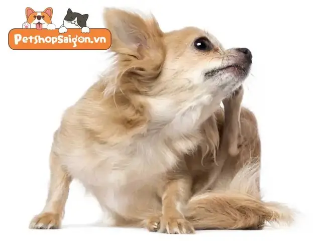 Triệu Chứng Chó Bị Nhiễm Rận Chó