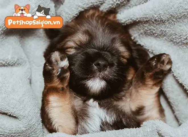 Cách Phòng Ngừa Rận Chó Cho Cún Cưng Cách Phòng Ngừa Rận Chó Cho Cún Cưng