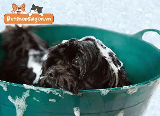 Cách Chữa Trị Rận Chó Ở Cún Cưng Cách Chữa Trị Rận Chó Ở Cún Cưng