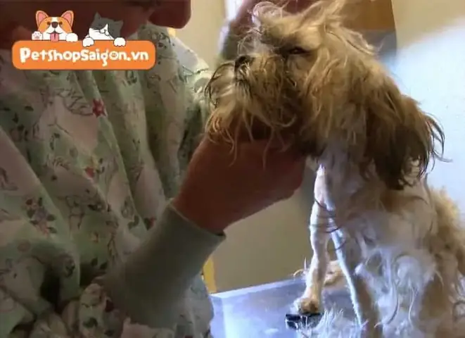 Rận Chó Có Lây Sang Người Không? Rận Chó Có Lây Sang Người Không?