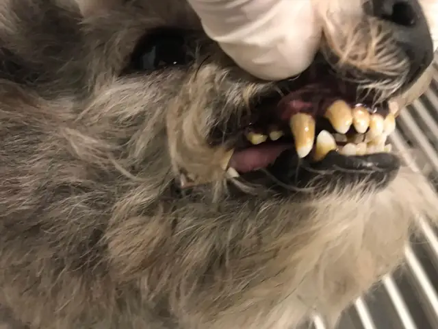 Răng Chó Bị Lung Lay