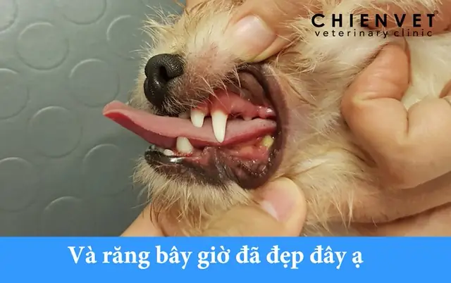 Răng Chó Bị Mọc Lẫy