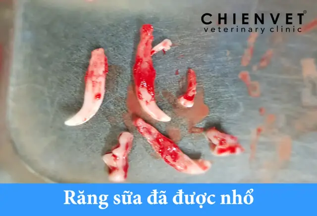Răng Chó Bị Mọc Lẫy