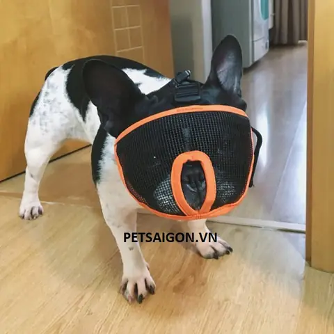 Chọn Rọ Mõm Cho Bull Pháp Cần Lưu Ý Gì?