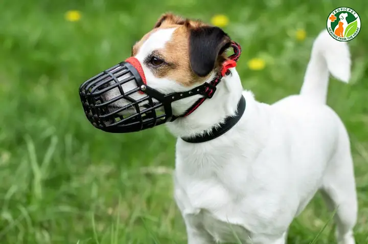 Ngăn Chó Tấn Công Người Khác Khi Ở Bên Ngoài