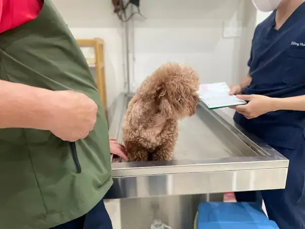 Dấu Hiệu Nhận Biết Chó Con Bị Sa Trực Tràng