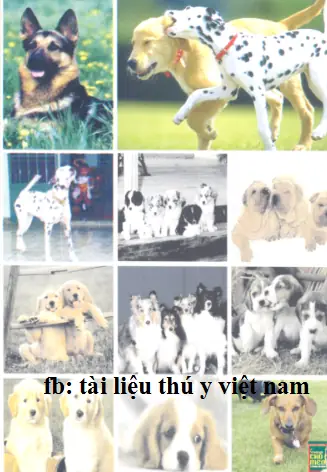 Kỹ Thuật Nuôi Chó Mèo & Phòng Trị Bệnh Thường Gặp Kỹ Thuật Nuôi Chó Mèo & Phòng Trị Bệnh Thường Gặp