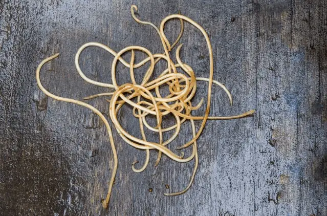 Sán Chó Có Tự Hết Không? Giải Đáp Chi Tiết Từ Chuyên Gia